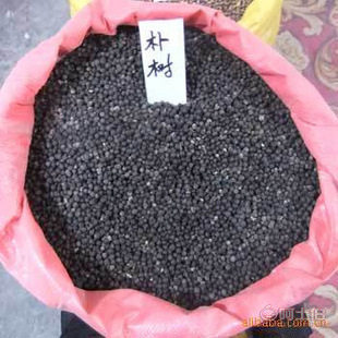 廠家直銷優(yōu)質(zhì)林木種子 紅豆杉、國(guó)槐、紅楓、重陽木等，保質(zhì)保量